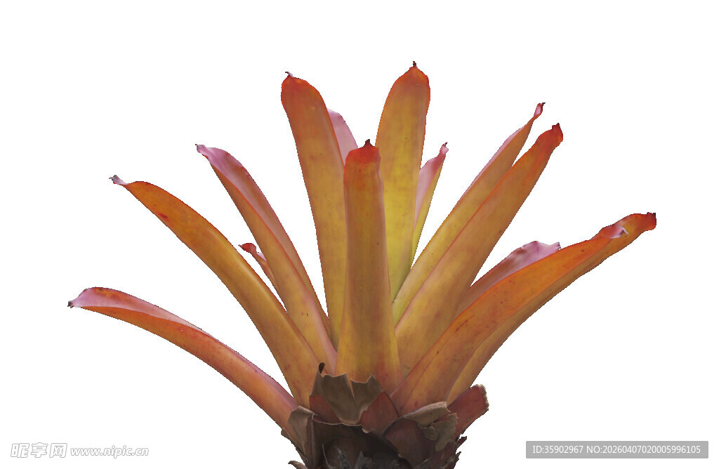 橙红色多肉植物特写