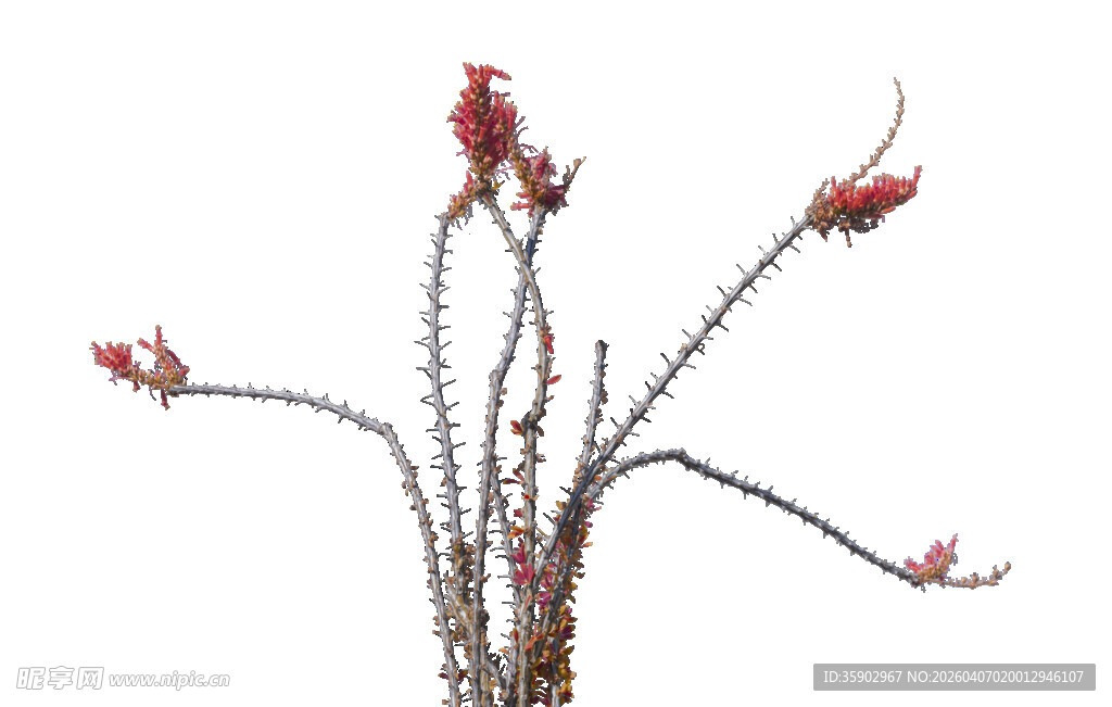 红色小花植物特写