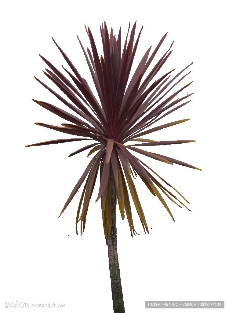 紫叶丝兰植物特写