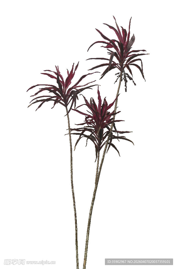 三株紫叶植物特写