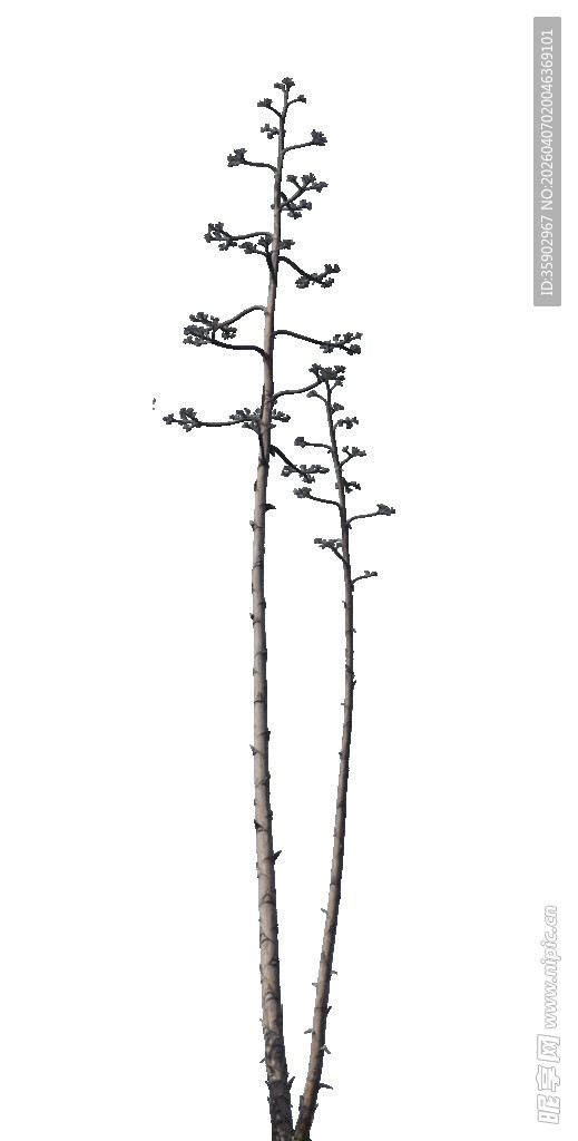 简约黑白植物线条插画