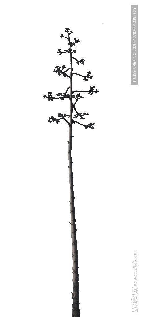 单枝简约植物线条插画