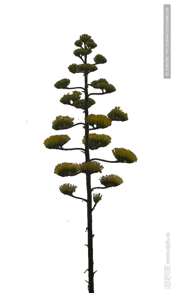 单株芦荟花特写