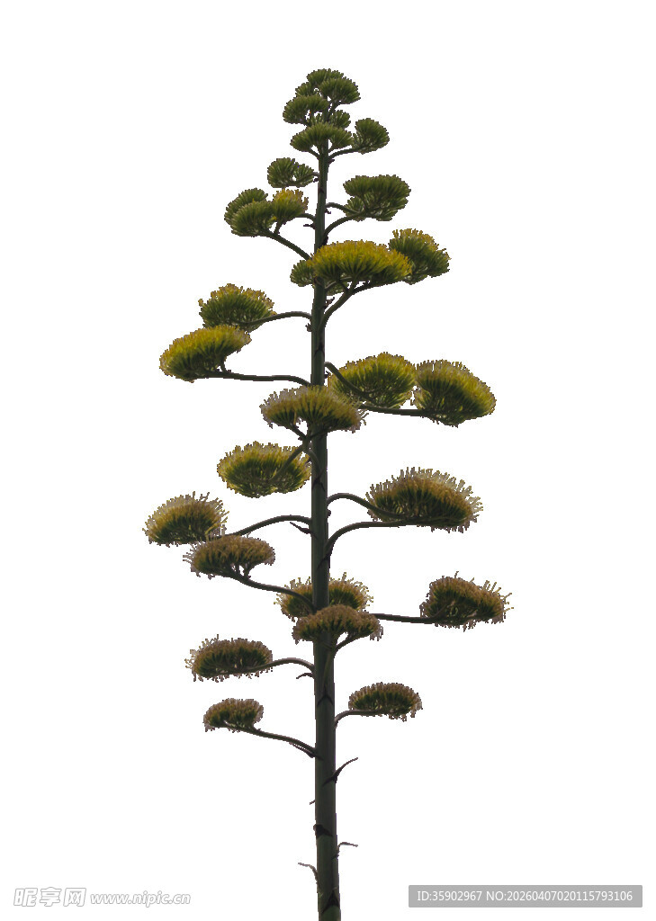 高大芦荟植物特写