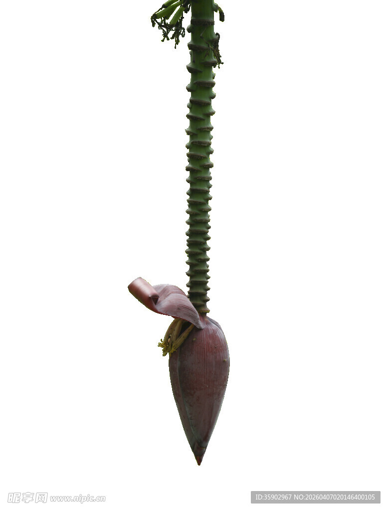 垂挂的蝎尾蕉花朵