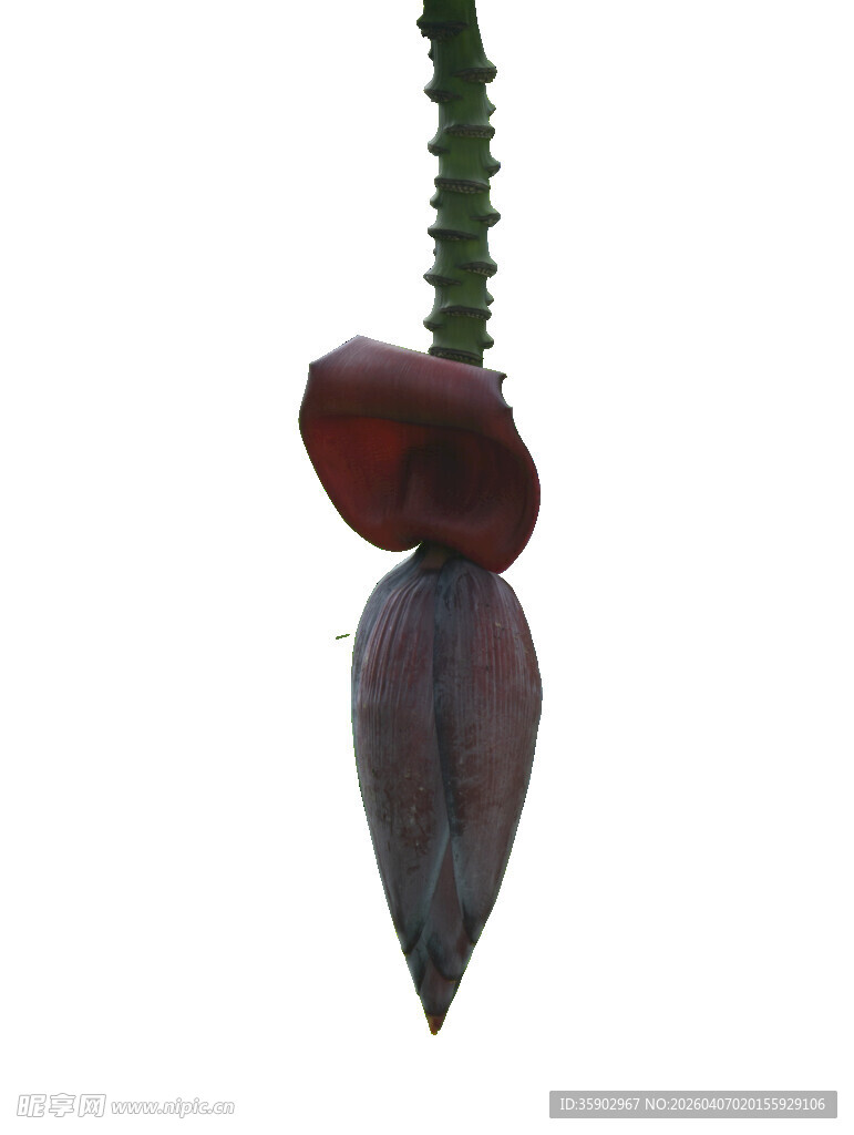 垂挂的深紫色奇异花朵