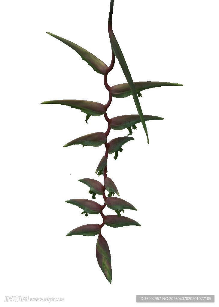 垂吊绿植叶片红绿相间