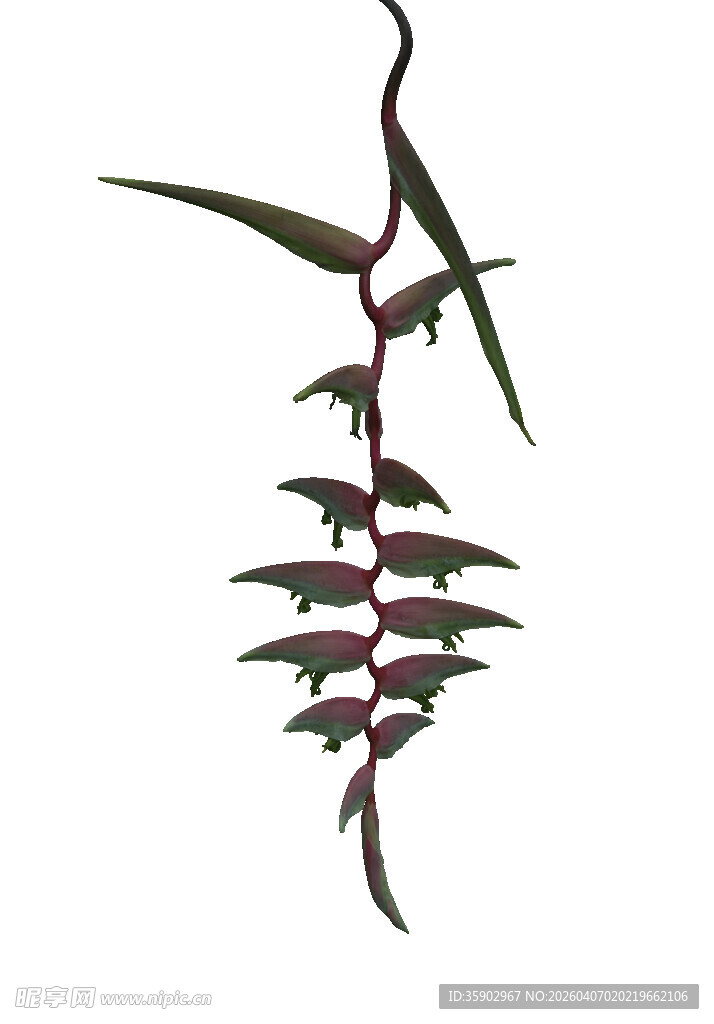 垂吊植物独特叶片造型