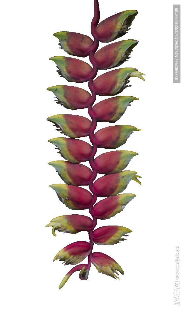 紫红色叶片植物特写