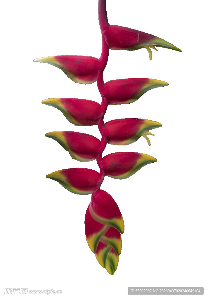 艳丽蝎尾蕉花朵特写