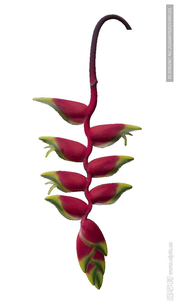 垂挂的艳红蝎尾蕉花朵