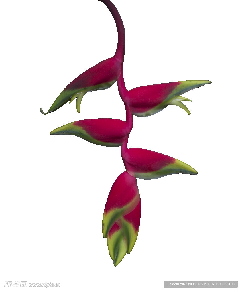 紫绿相间奇特花卉