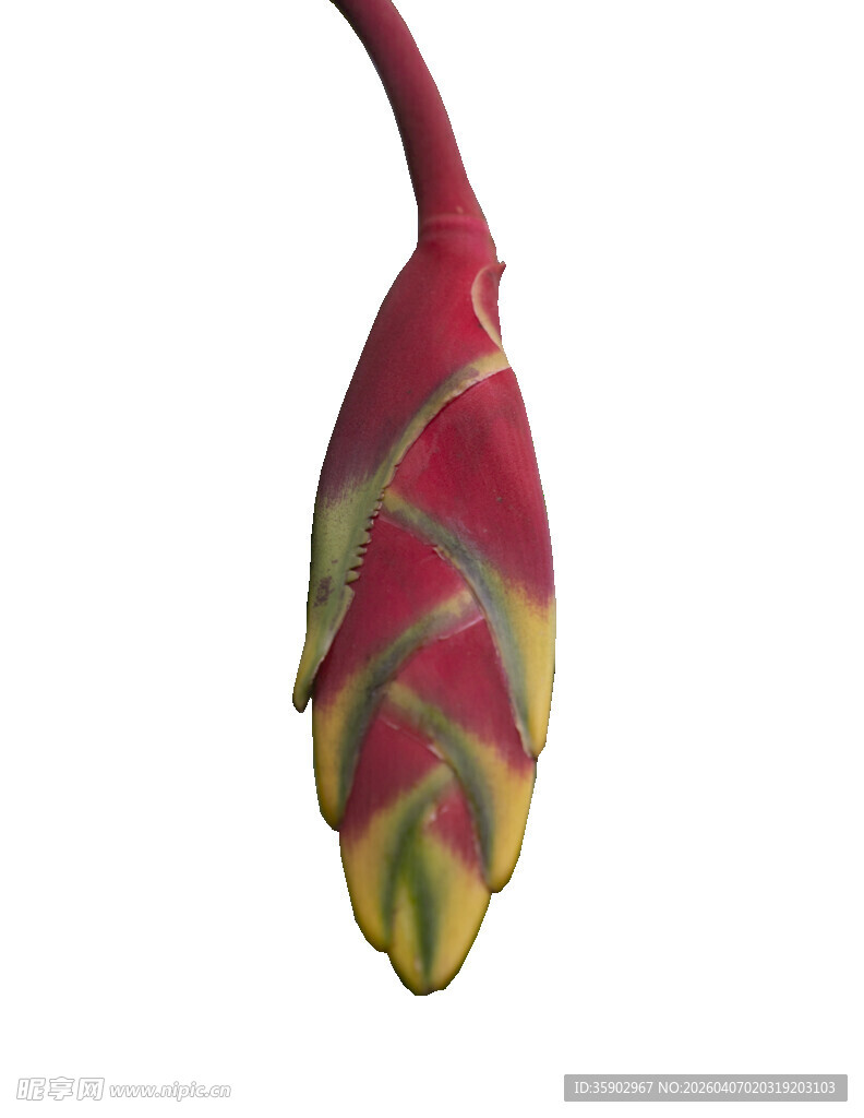 红色带黄纹奇异花苞