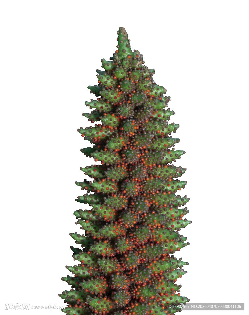 高大挺拔的绿色松树