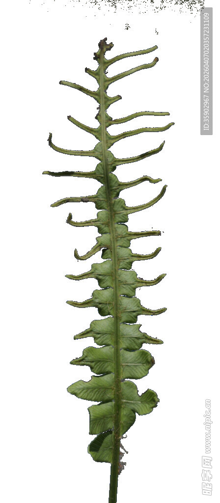 细长蕨类叶片特写