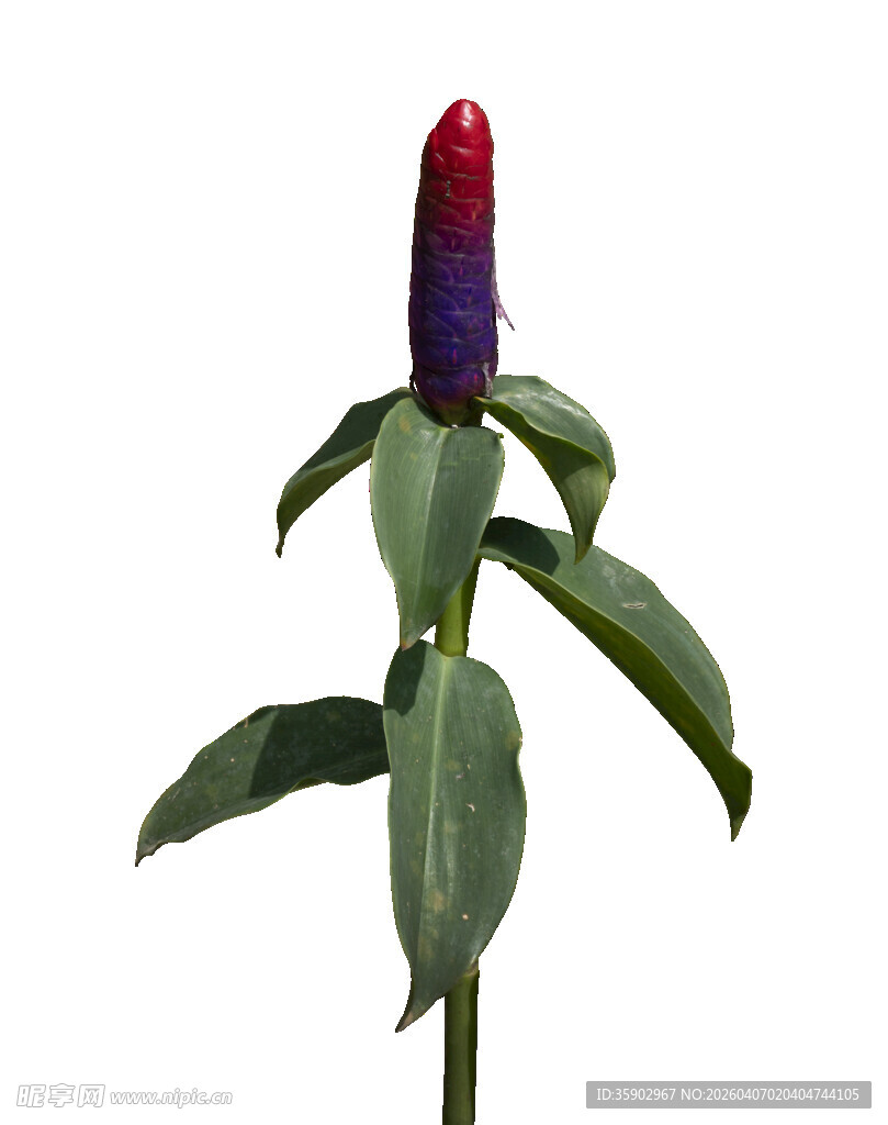 奇异双色花苞植物