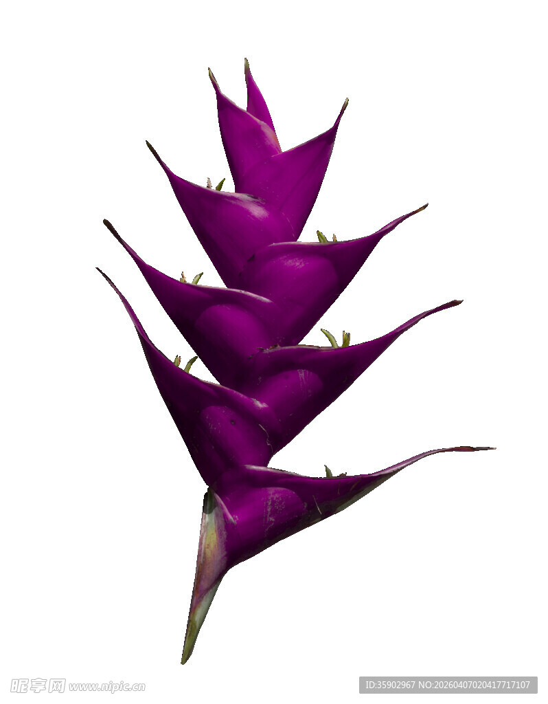 紫色凤梨花叶特写