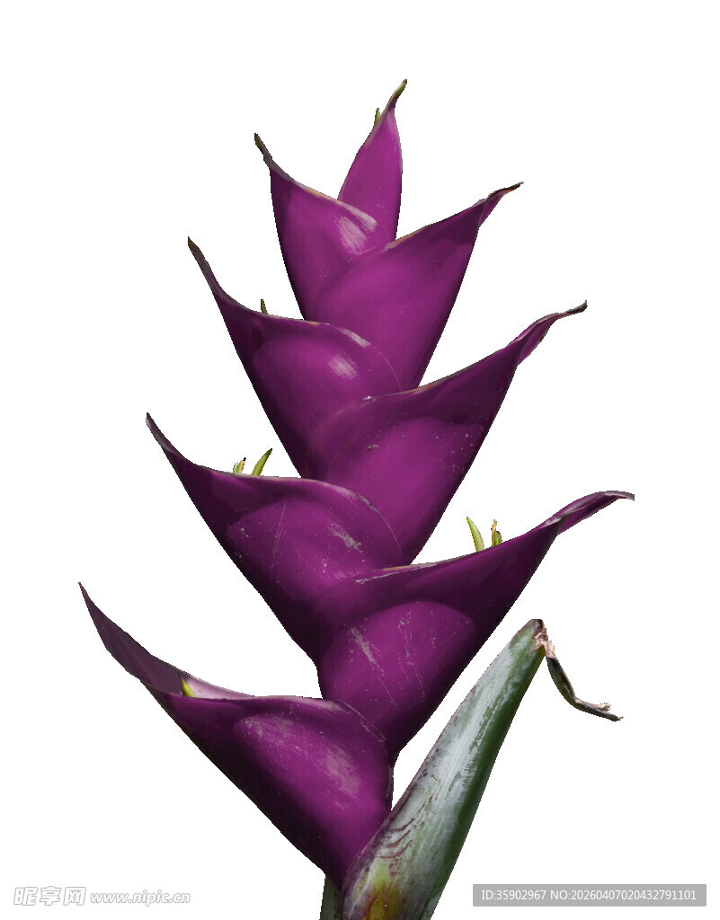 紫色蝎尾蕉特写