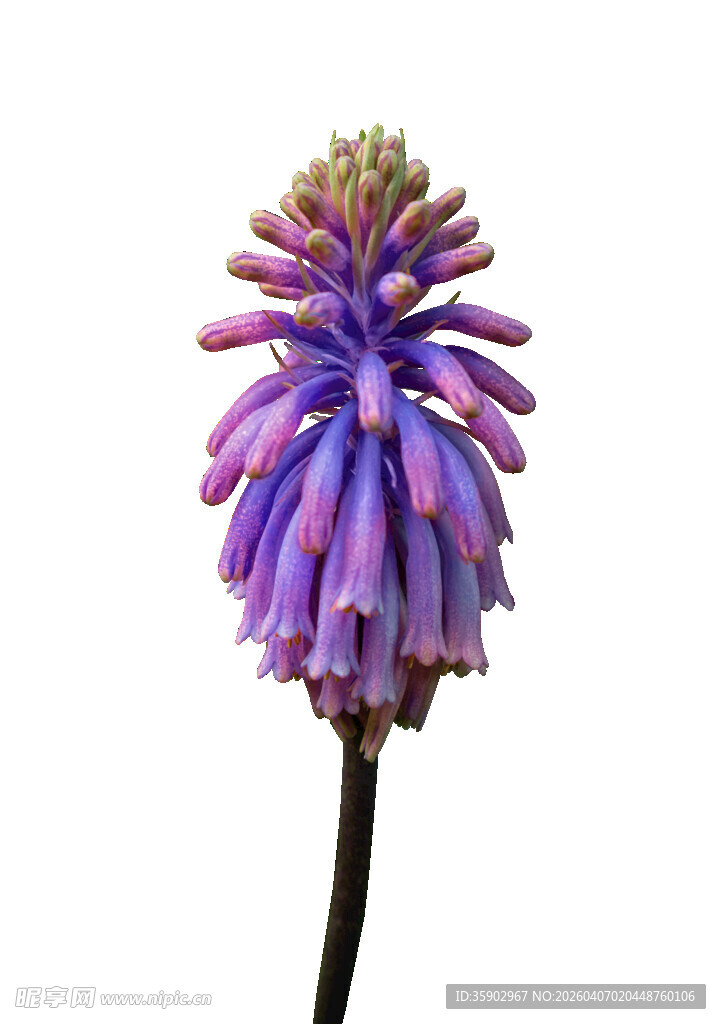 紫色穗状花朵特写