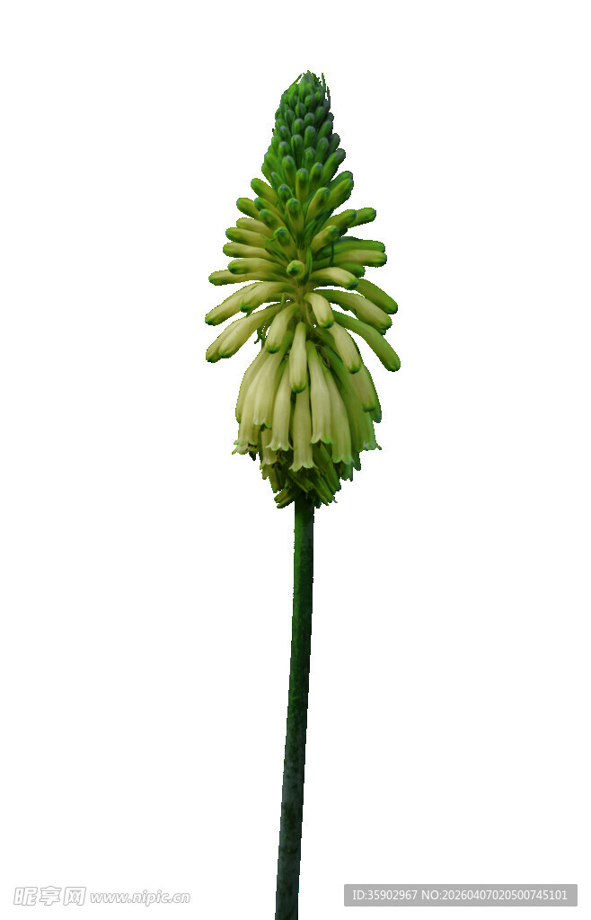 绿色单支风信子花