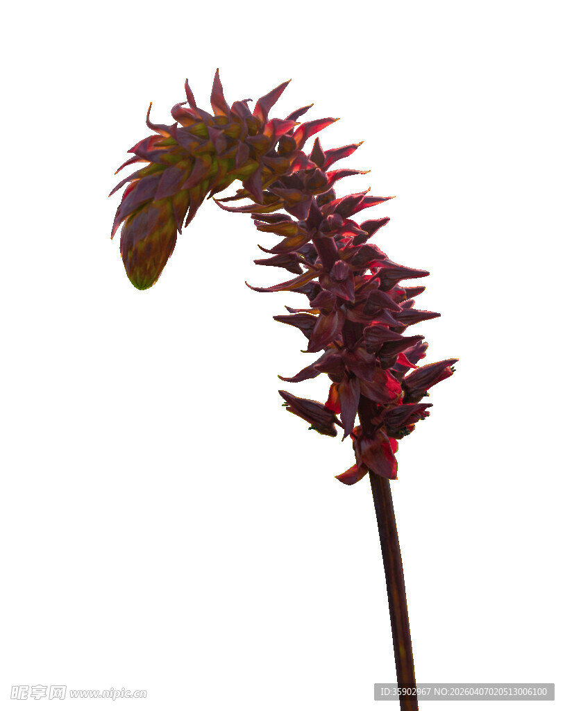 弯曲的红色奇异植物