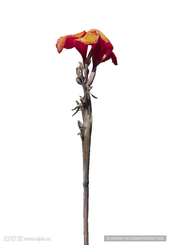 单枝红黄相间花朵特写