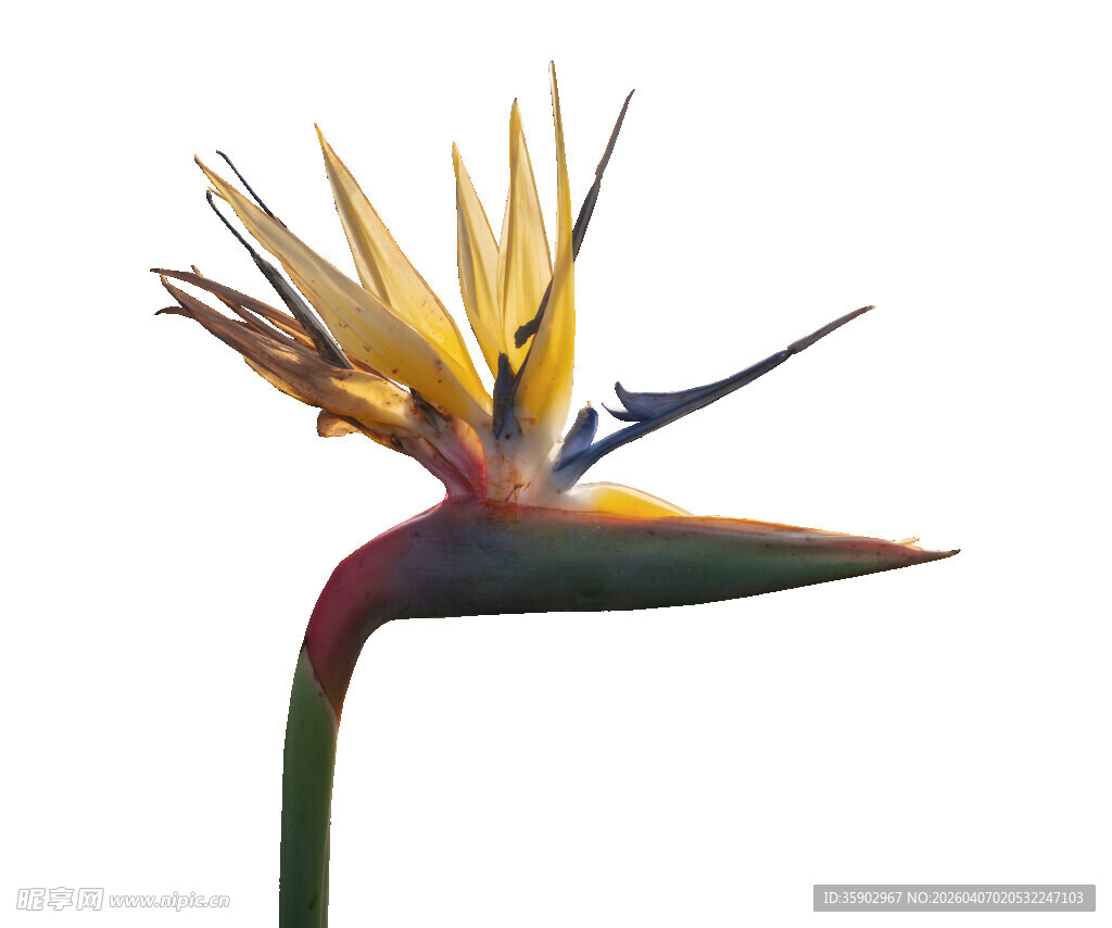 美丽鹤望兰绽放瞬间