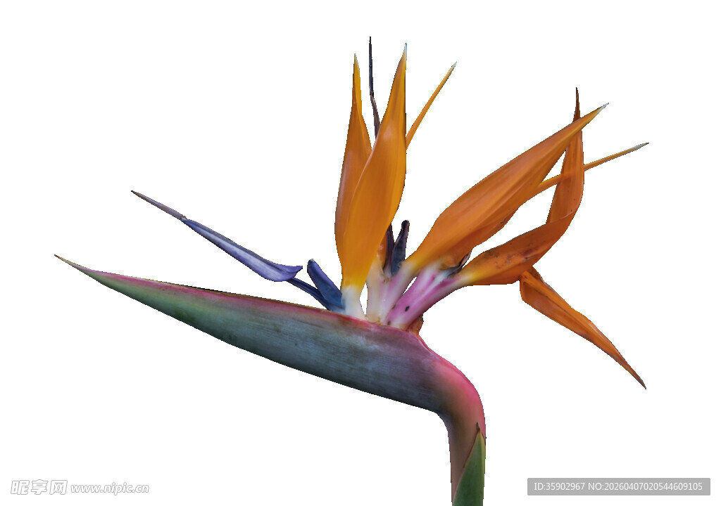 美丽鹤望兰特写