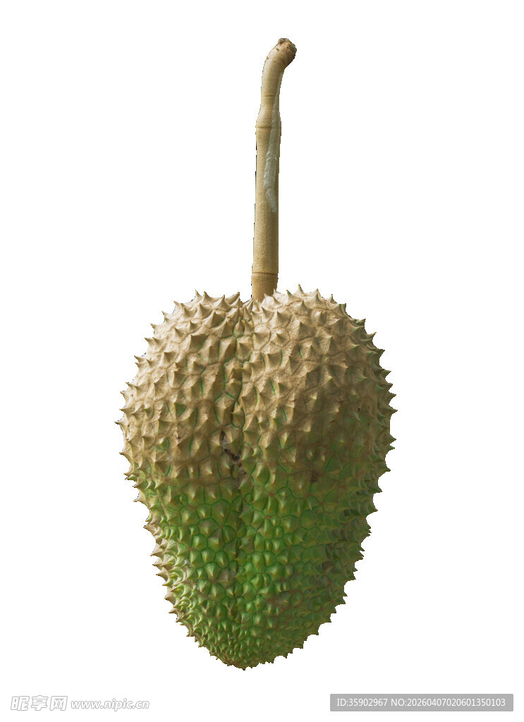 新鲜带刺榴莲果实