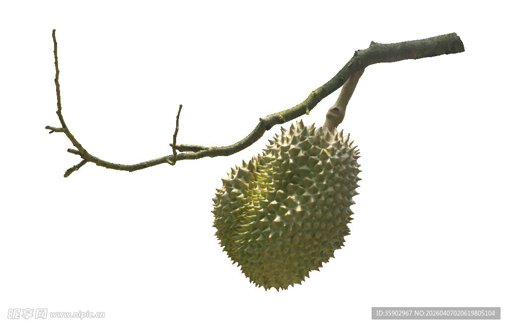枝头的榴莲果实