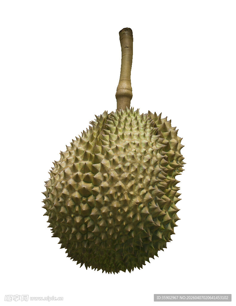 新鲜榴莲果实特写