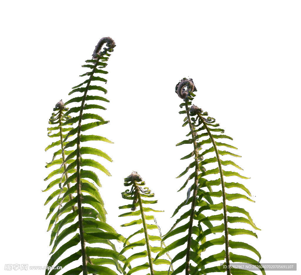 直立生长的蕨类植物