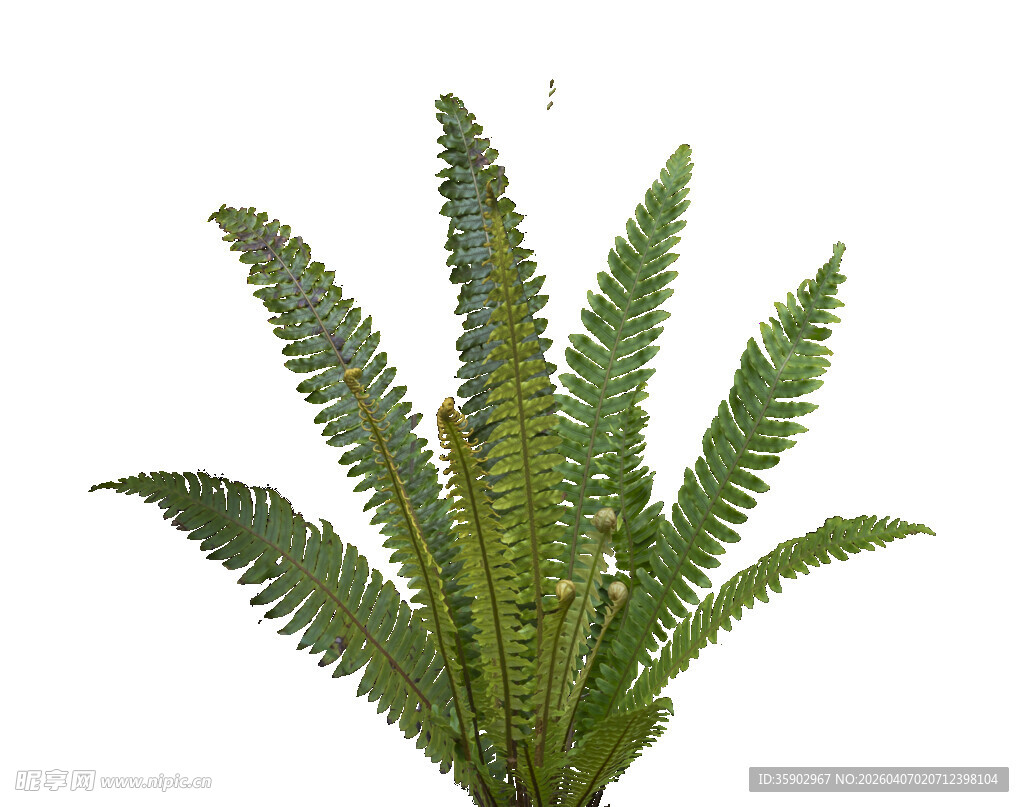 翠绿蕨类植物叶片特写