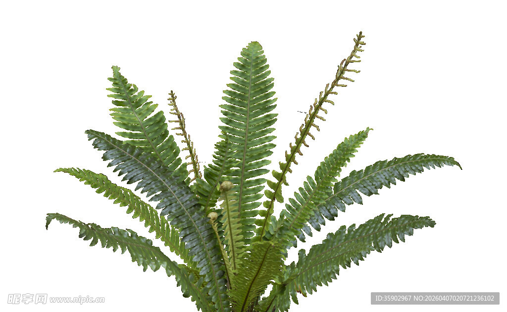 翠绿蕨类植物特写