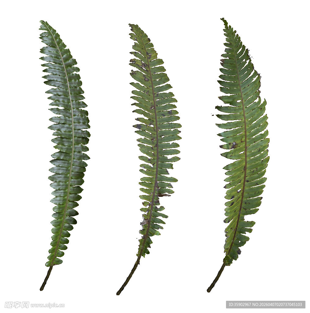 翠绿蕨类叶片特写