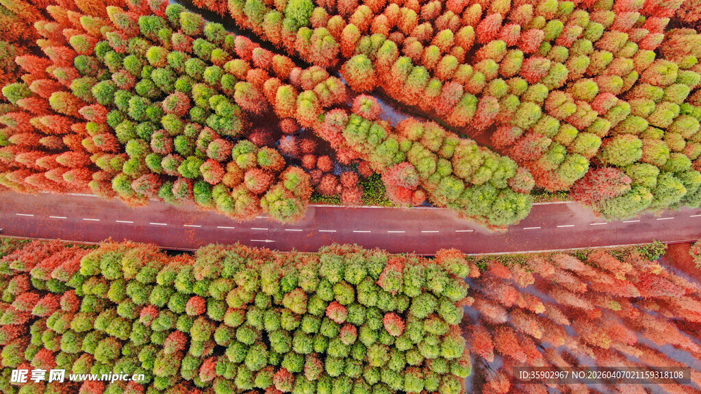 昆明捞鱼河湿地公园红水杉