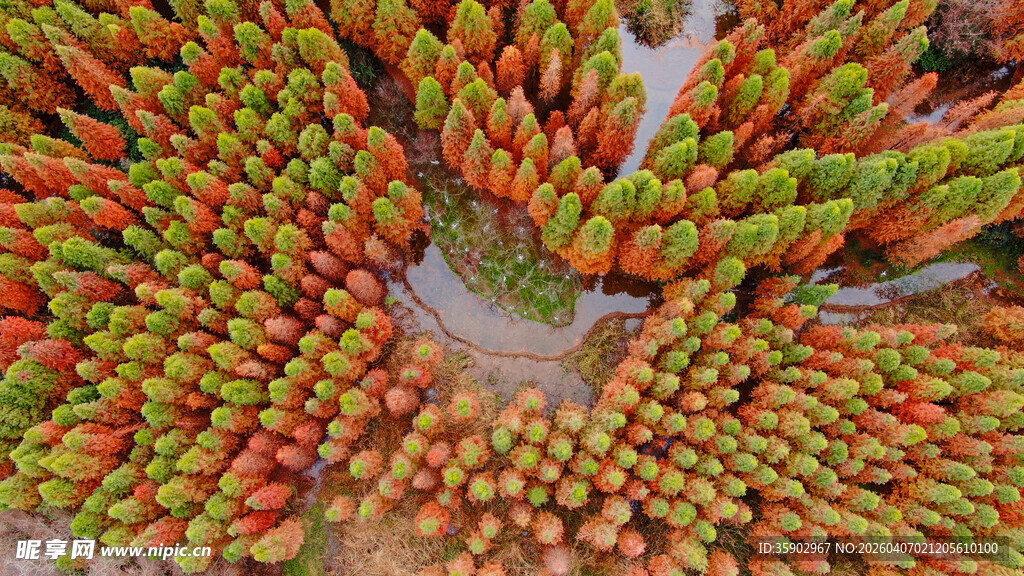 昆明捞鱼河湿地公园红水杉