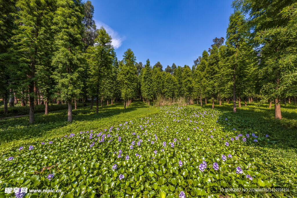 林间花海绿意盎然的美景