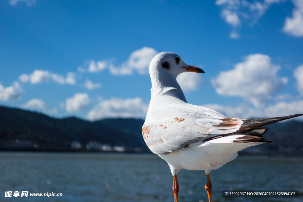 湖畔白鸥