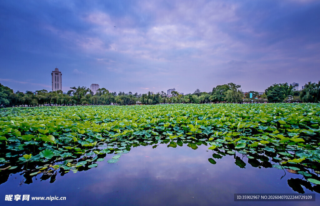 云南昆明翠湖公园荷花夕阳