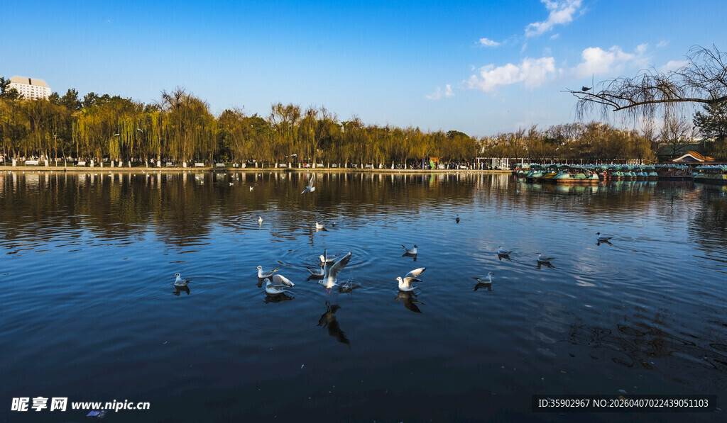 湖畔群鸟嬉戏美丽景致
