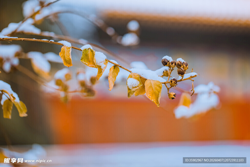 雪覆黄叶枝头的冬日景致