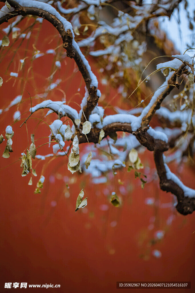 雪覆枝头映红墙