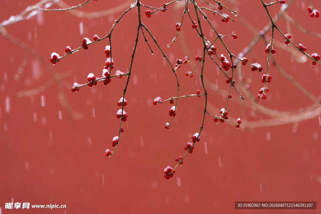 红墙落雪间的红果景致