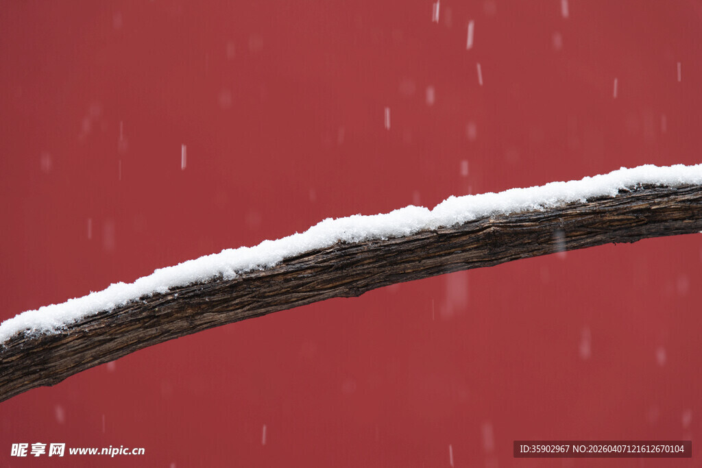 红墙飘雪下的覆雪树枝