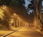 夜幕下静谧的林间小道