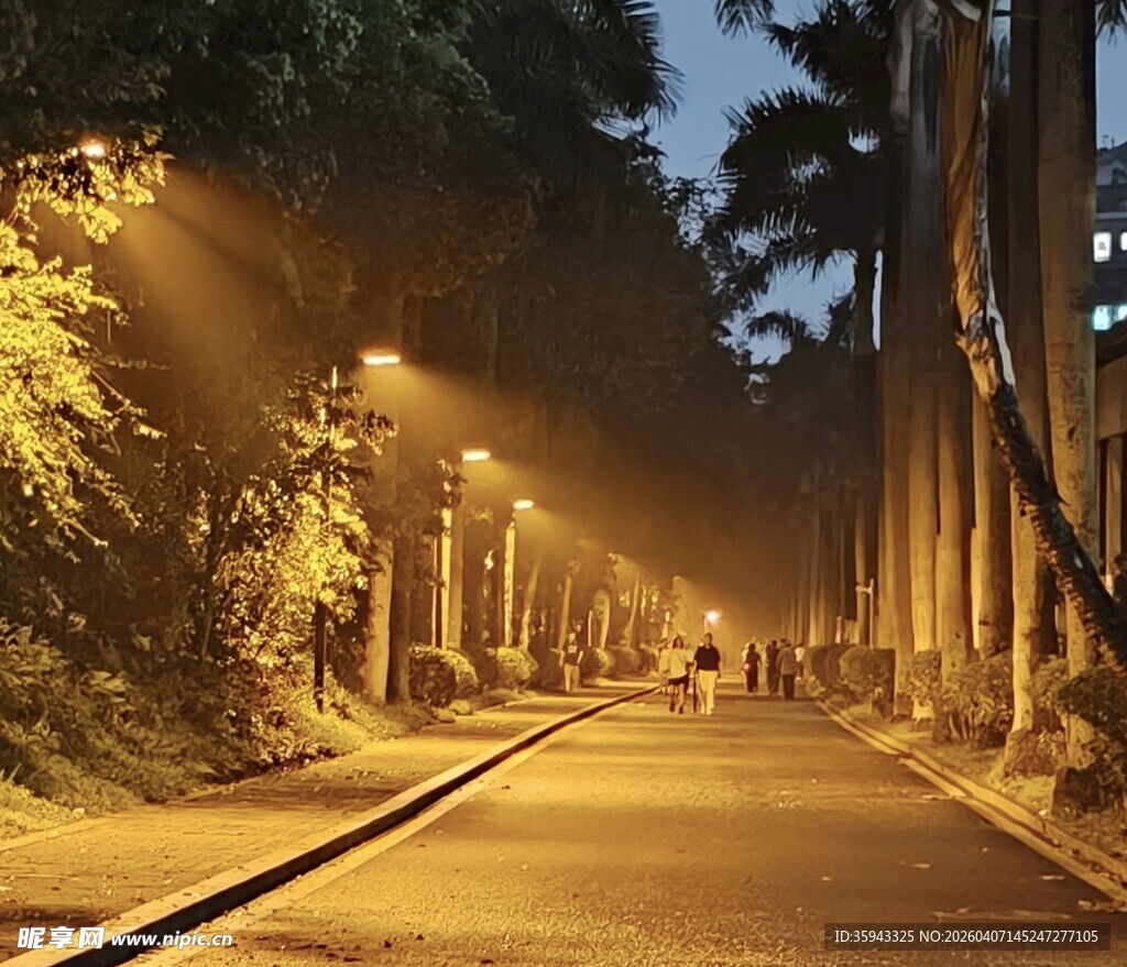 夜幕下静谧的林间小道