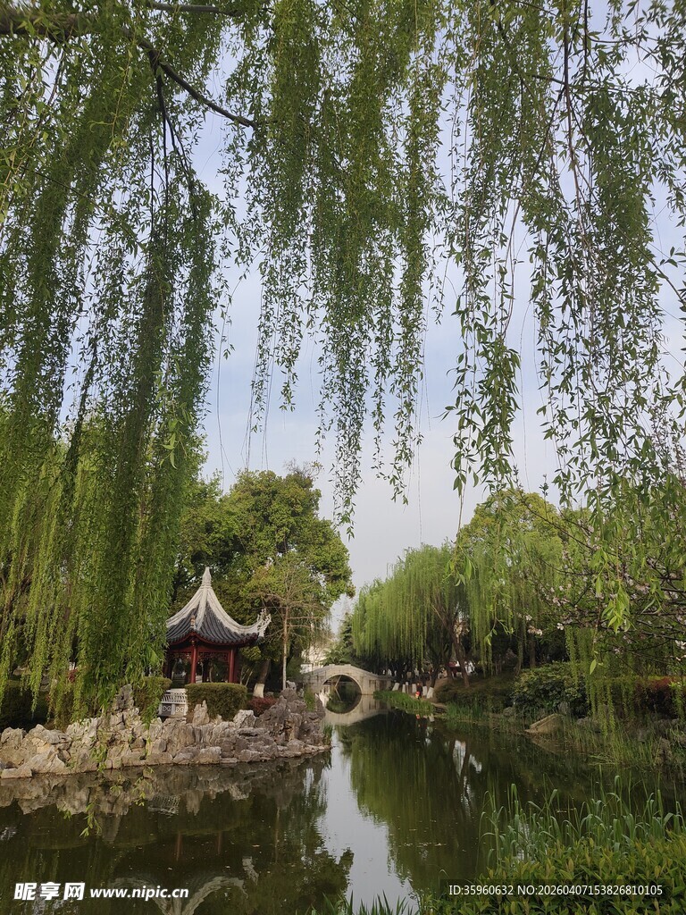 公园柳树