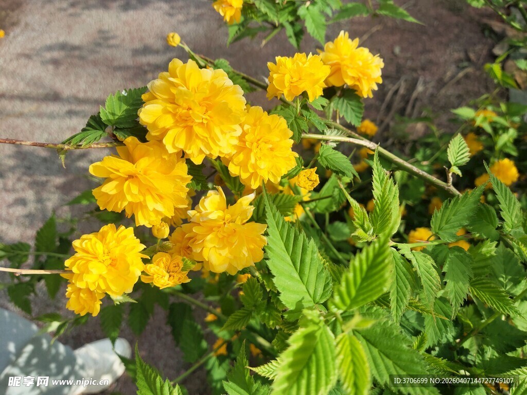 绽放的黄色小花