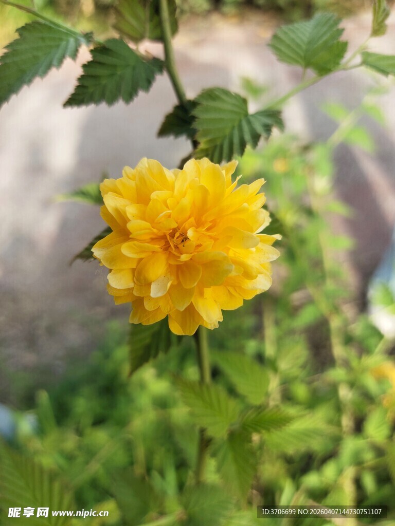 黄色单朵棣棠花绽放